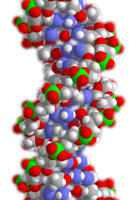 Immagine del DNA umano
