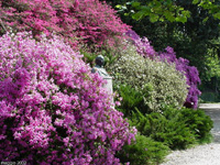 Immagine di fioritura
