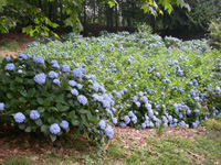 Immagine di un'ortensia in fiore